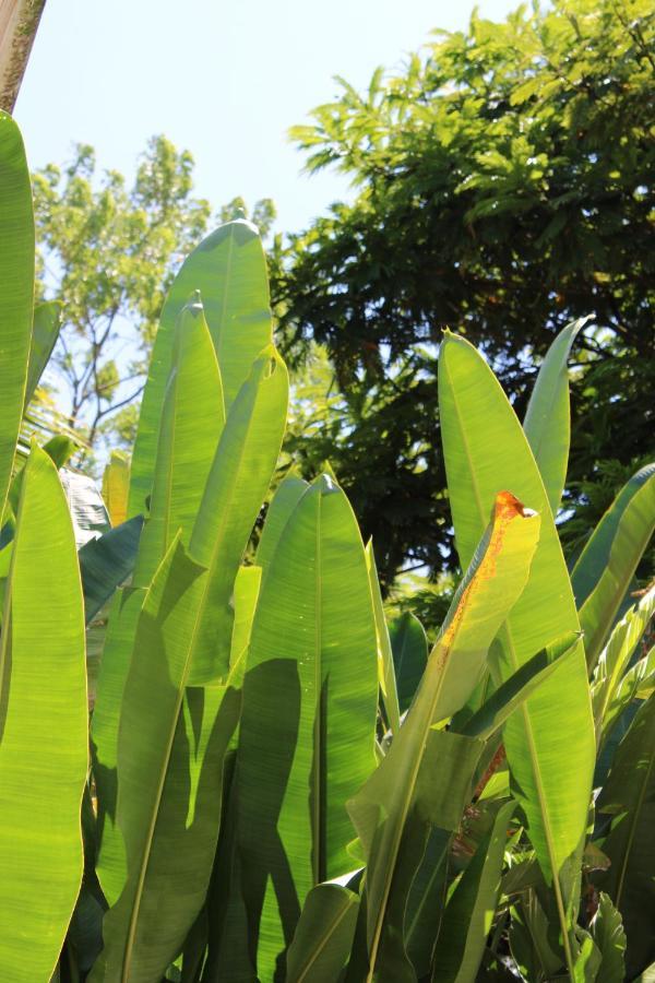 Cabinas Tortuguero Ngoại thất bức ảnh