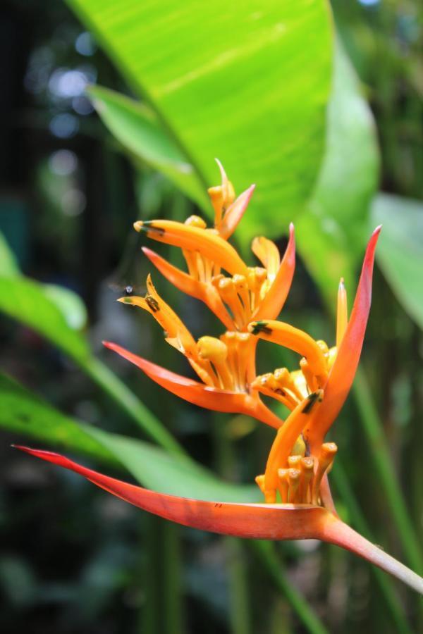 Cabinas Tortuguero Ngoại thất bức ảnh