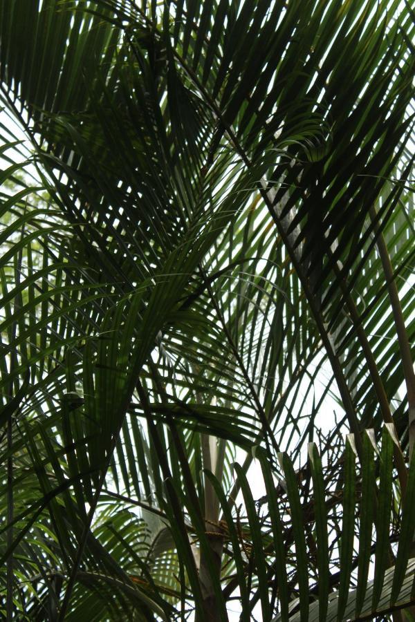 Cabinas Tortuguero Ngoại thất bức ảnh