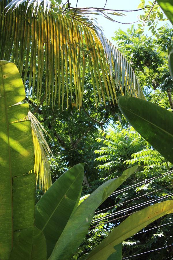 Cabinas Tortuguero Ngoại thất bức ảnh
