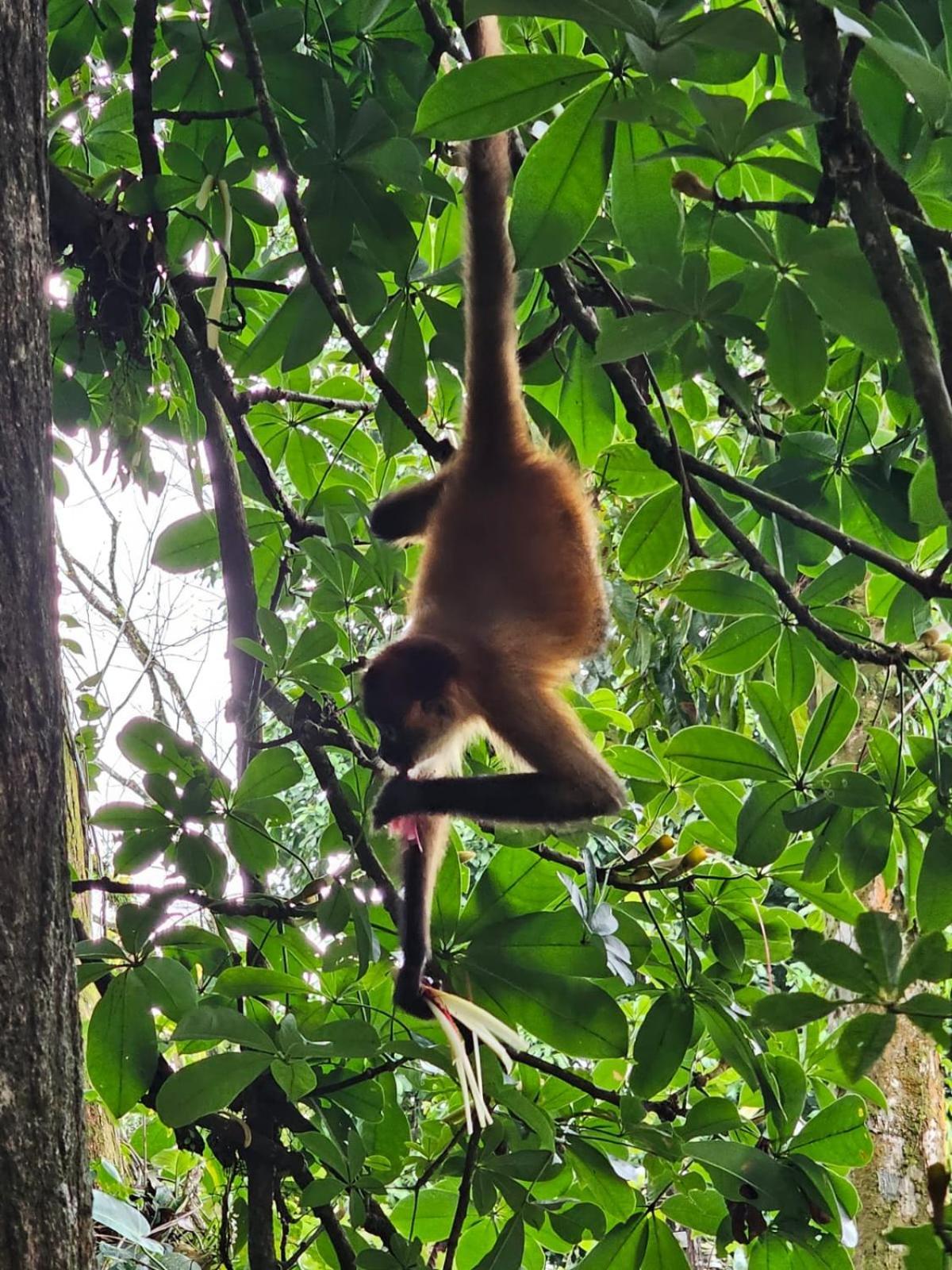 Cabinas Tortuguero Ngoại thất bức ảnh