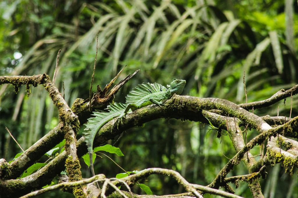 Cabinas Tortuguero Ngoại thất bức ảnh
