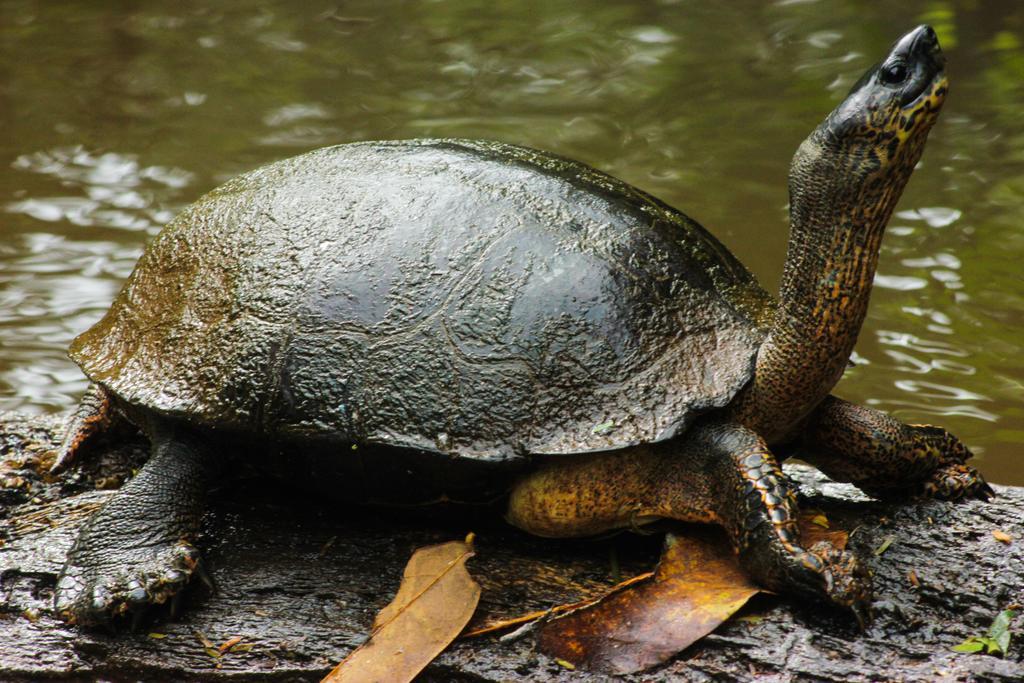 Cabinas Tortuguero Ngoại thất bức ảnh