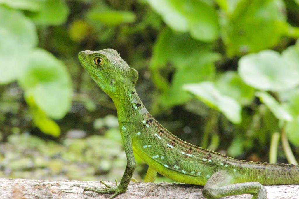 Cabinas Tortuguero Ngoại thất bức ảnh