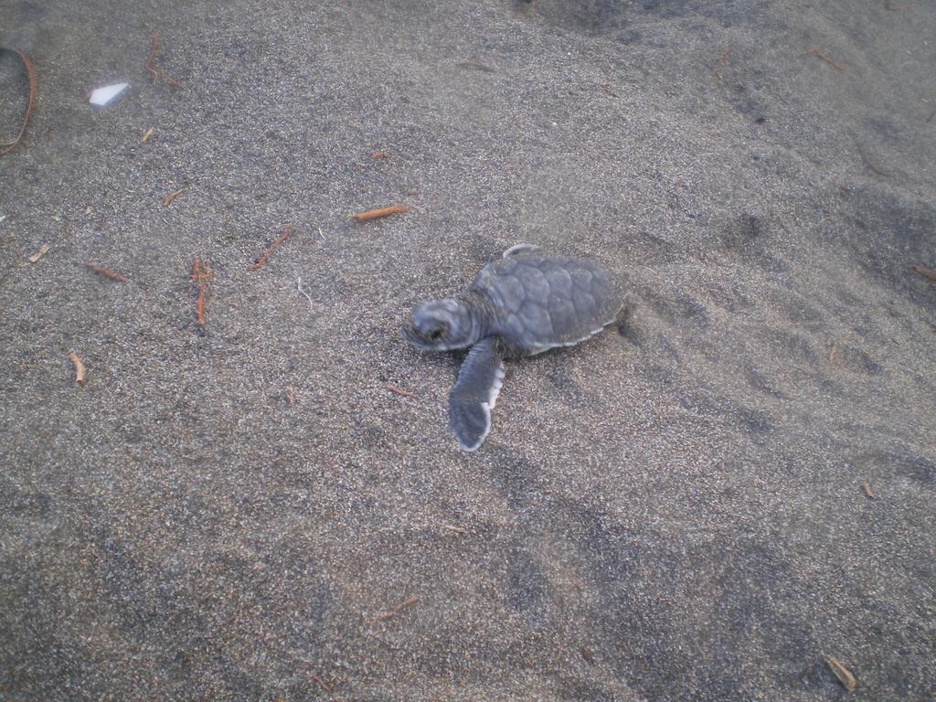 Cabinas Tortuguero Ngoại thất bức ảnh